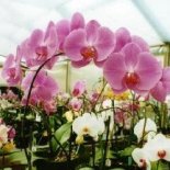 Click here to see a slide show of my favorite plants and flowers from my nursery.
