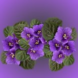 Click here to see photos of my favorite plants and flowers from my nursery.