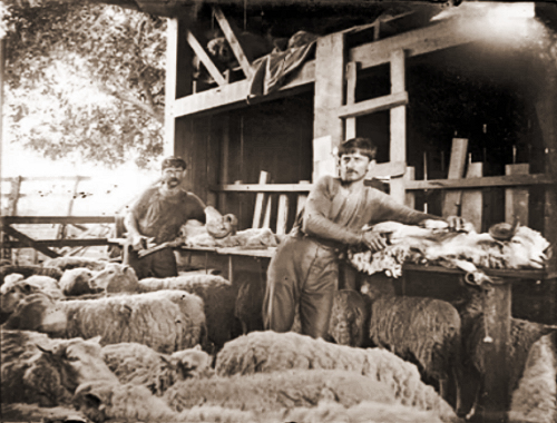 Sheep