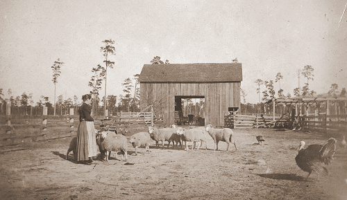 Cornelia Slosson in the barn yard with her sheep. - Click to Enlarge. Photo of Cornelia Slosson in the barn yard with her sheep.